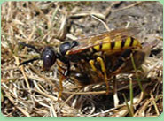wasp control Birkenhead