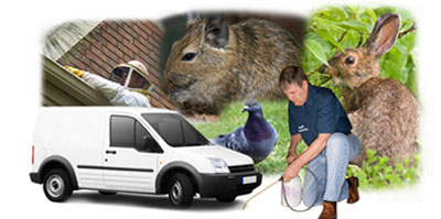 Birkenhead local van